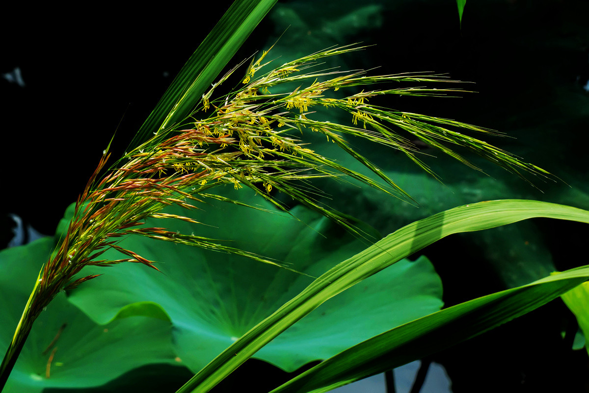 常被忽视的大油芒