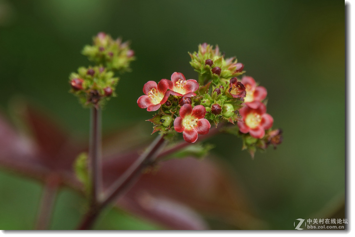 棉叶膏桐棉叶珊瑚花