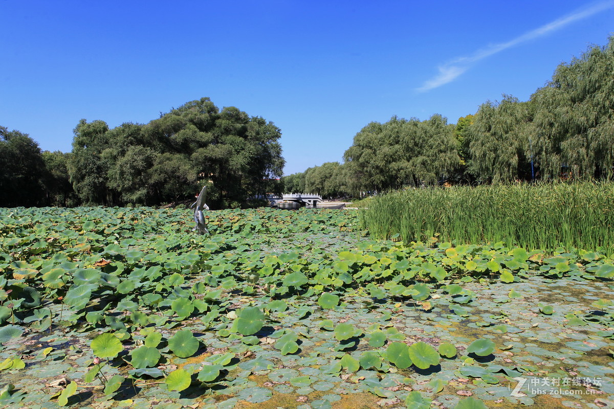 哈尔滨公园游拍——平房公园（一）