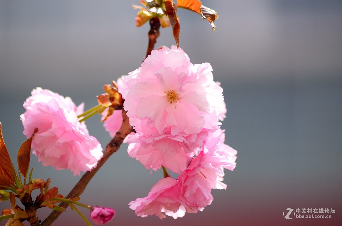 D7000+70-300拍花