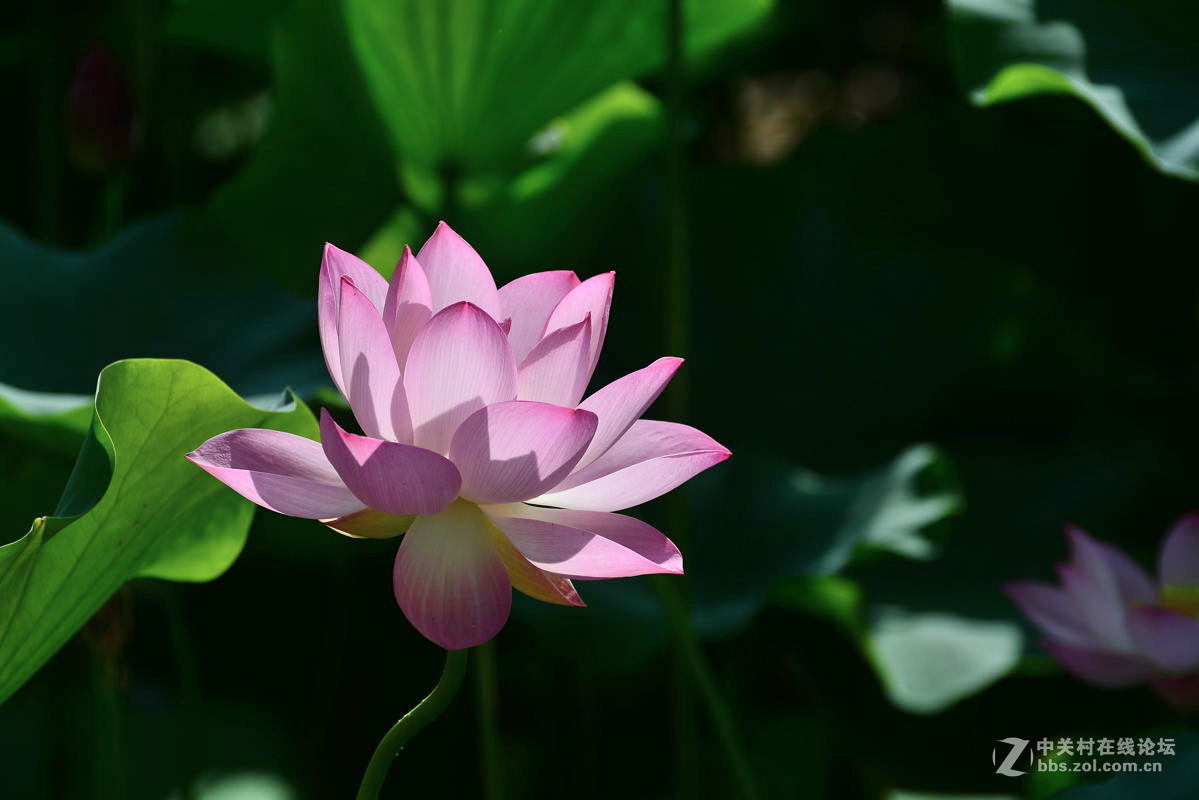 别时花溅泪，“荷”时再相逢-中关村在线摄影论坛