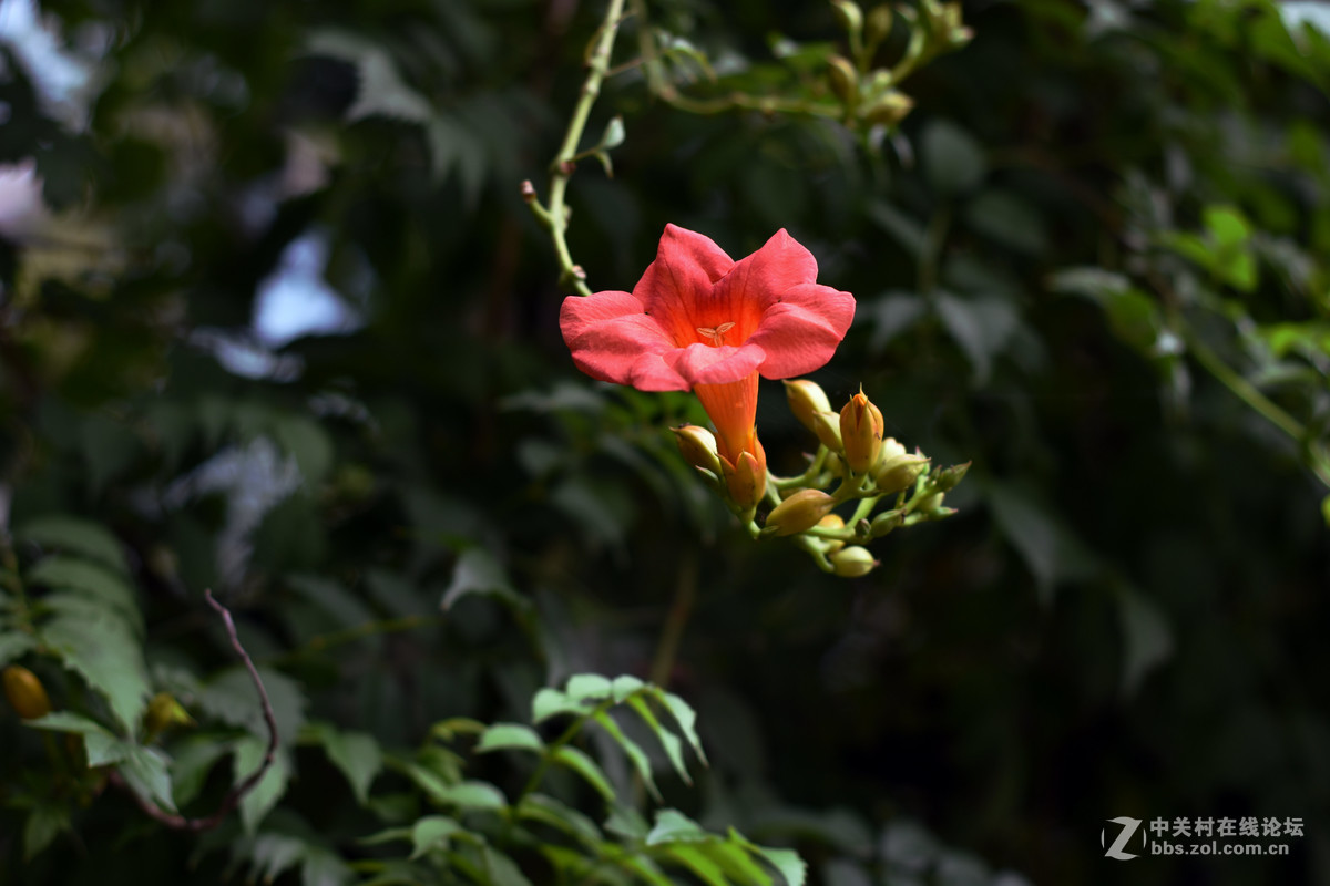 我也来这里看看热闹，互相学习