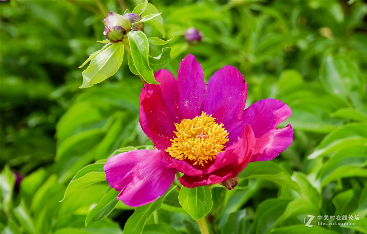 赤芍的功效(赤芍的功效与作用危害)