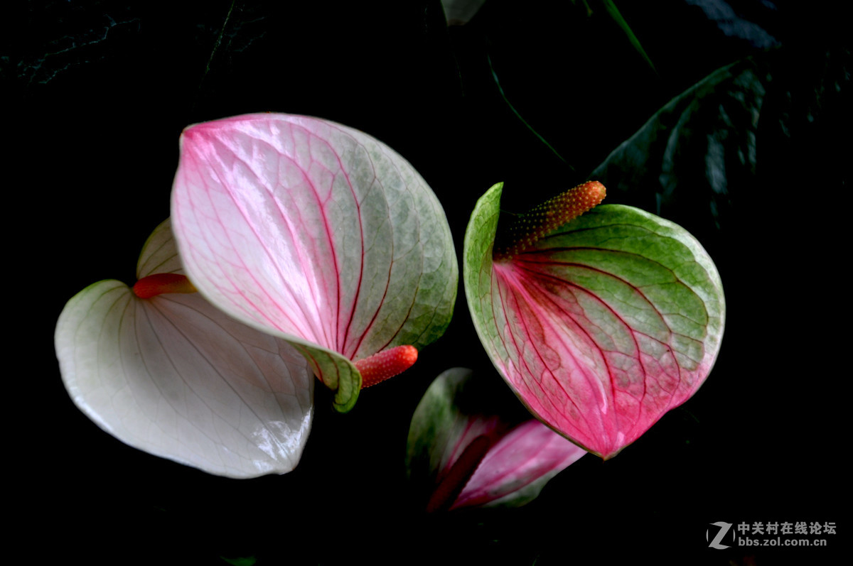 火鹤花. 16.6.2.