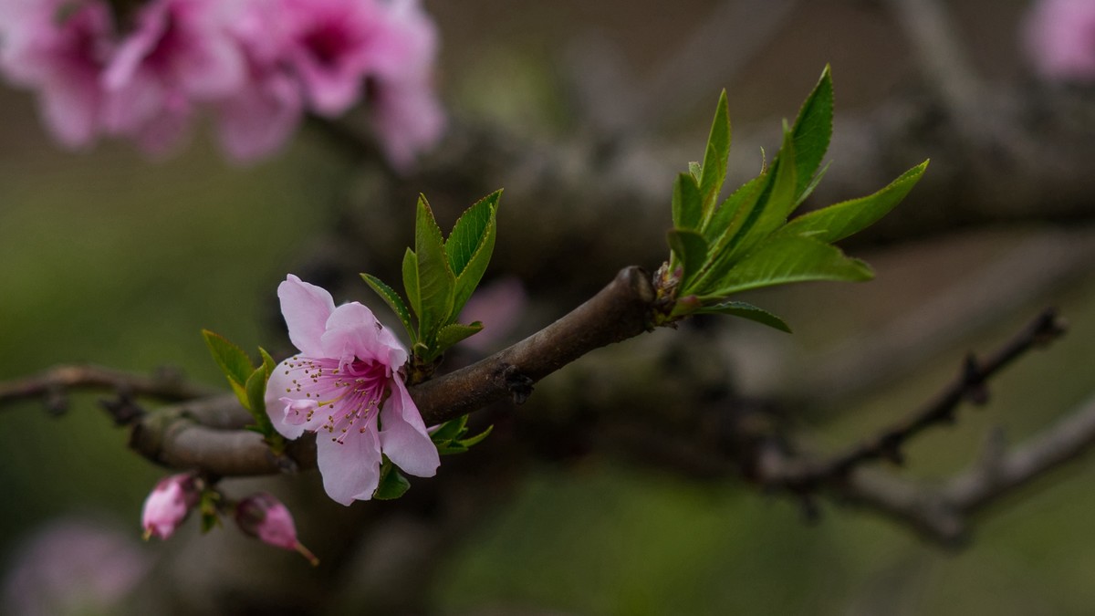 春天的桃花红了