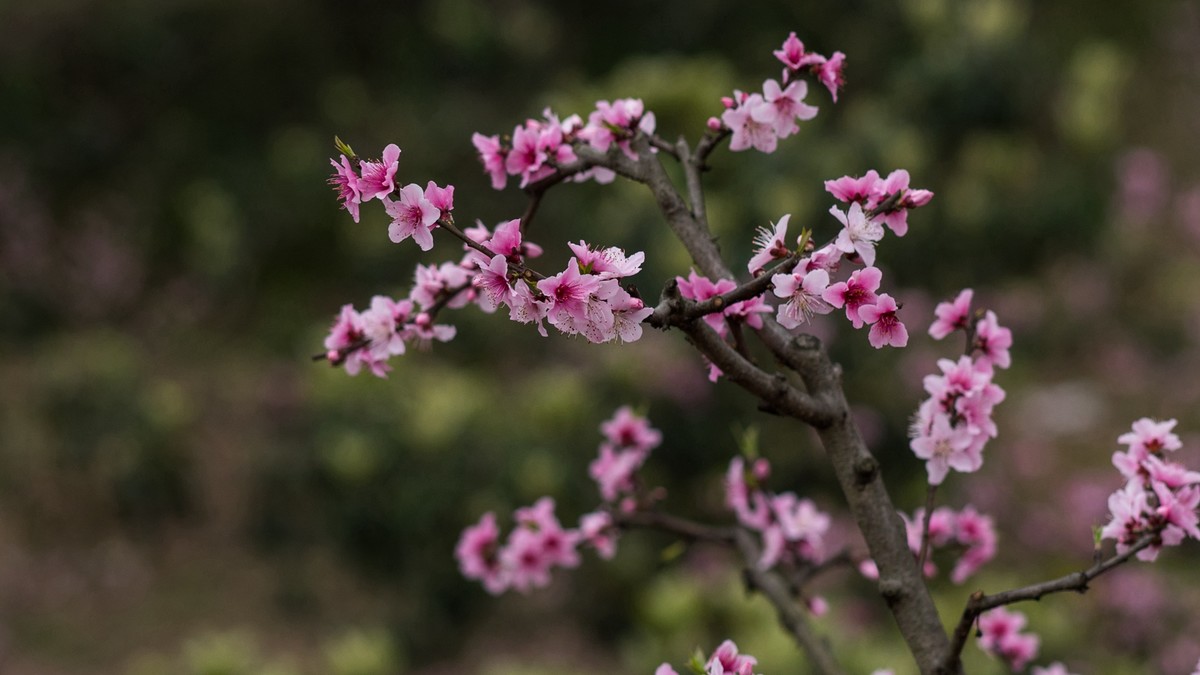 春天的桃花红了