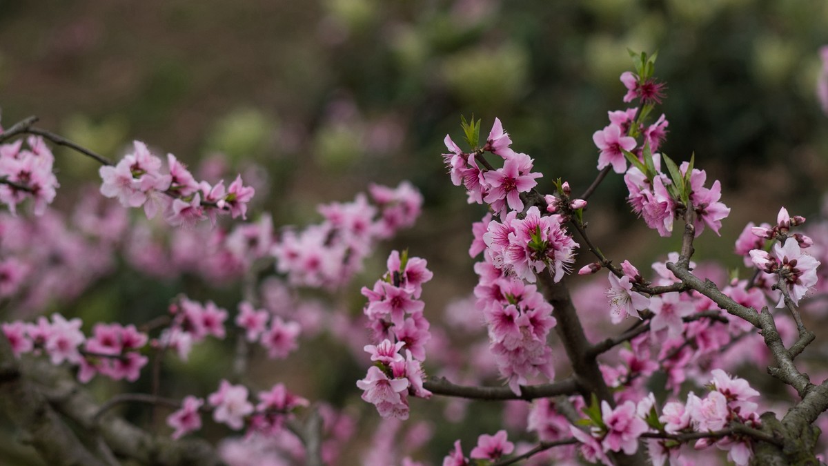 春天的桃花红了