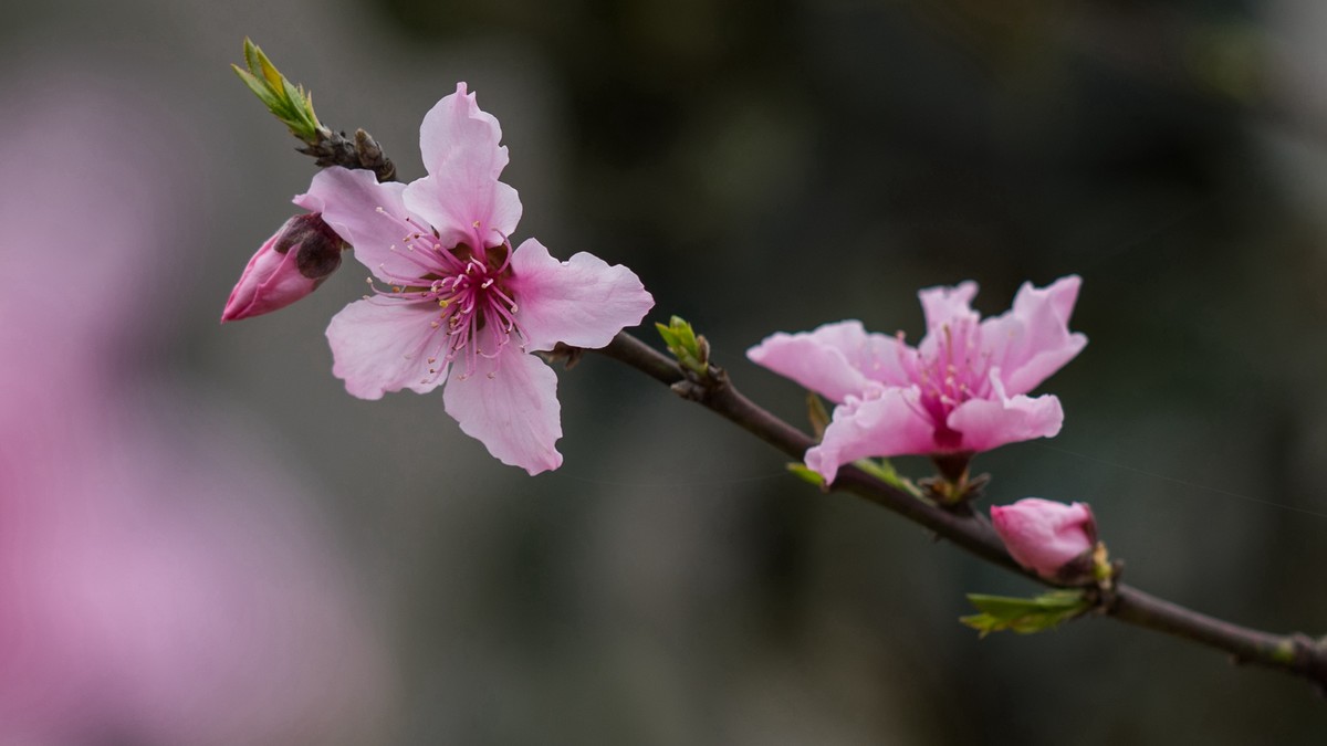 春天的桃花红了
