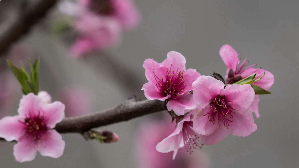 春天的桃花红了