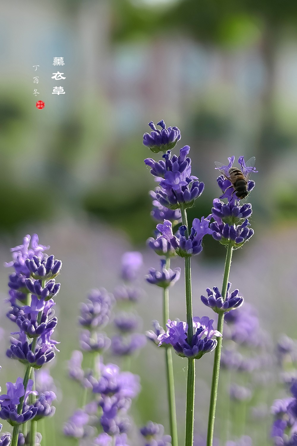 薰衣草-中关村在线摄影论坛