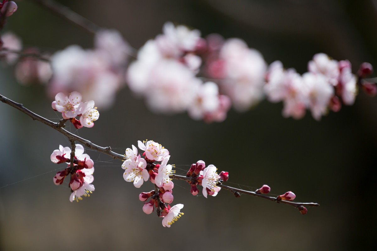 一组春花