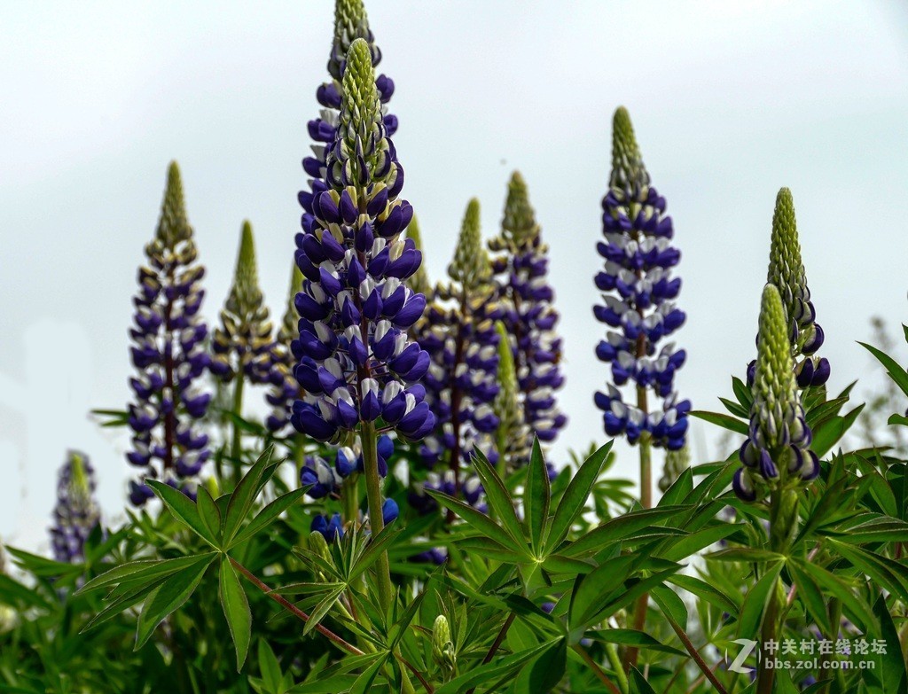 鲁冰花（兰州市七里河区阿干镇云顶山）