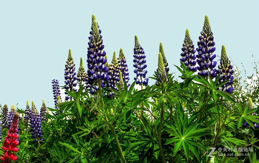 鲁冰花（兰州市七里河区阿干镇云顶山）