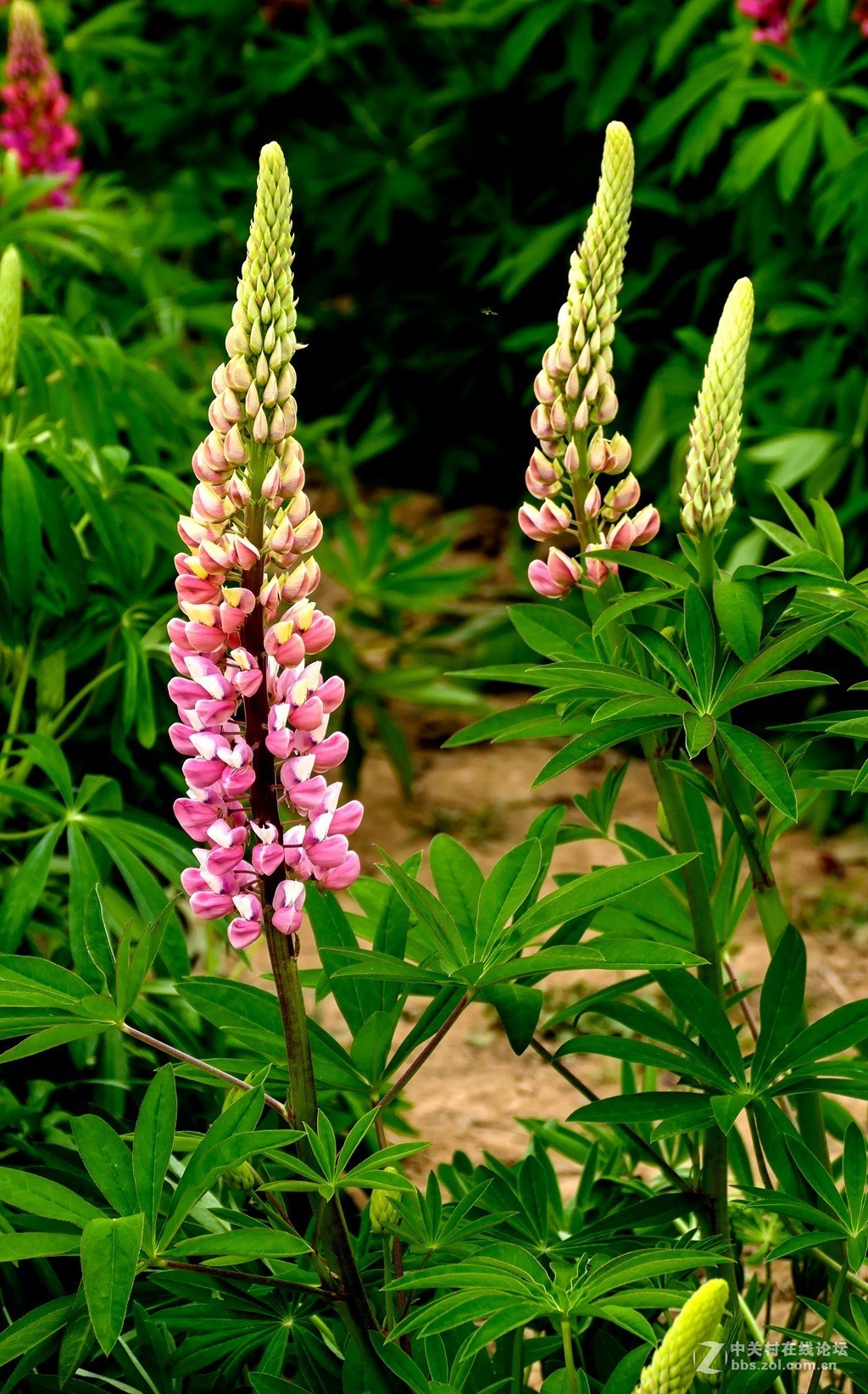 鲁冰花（兰州市七里河区阿干镇云顶山）
