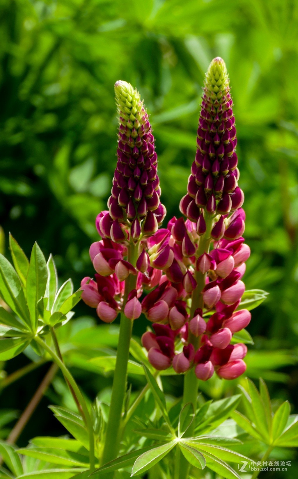 鲁冰花（兰州市七里河区阿干镇云顶山）