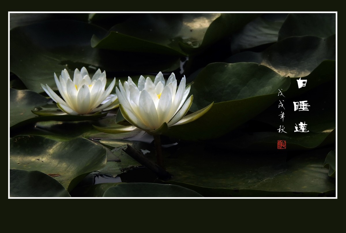 圣洁的白睡莲花