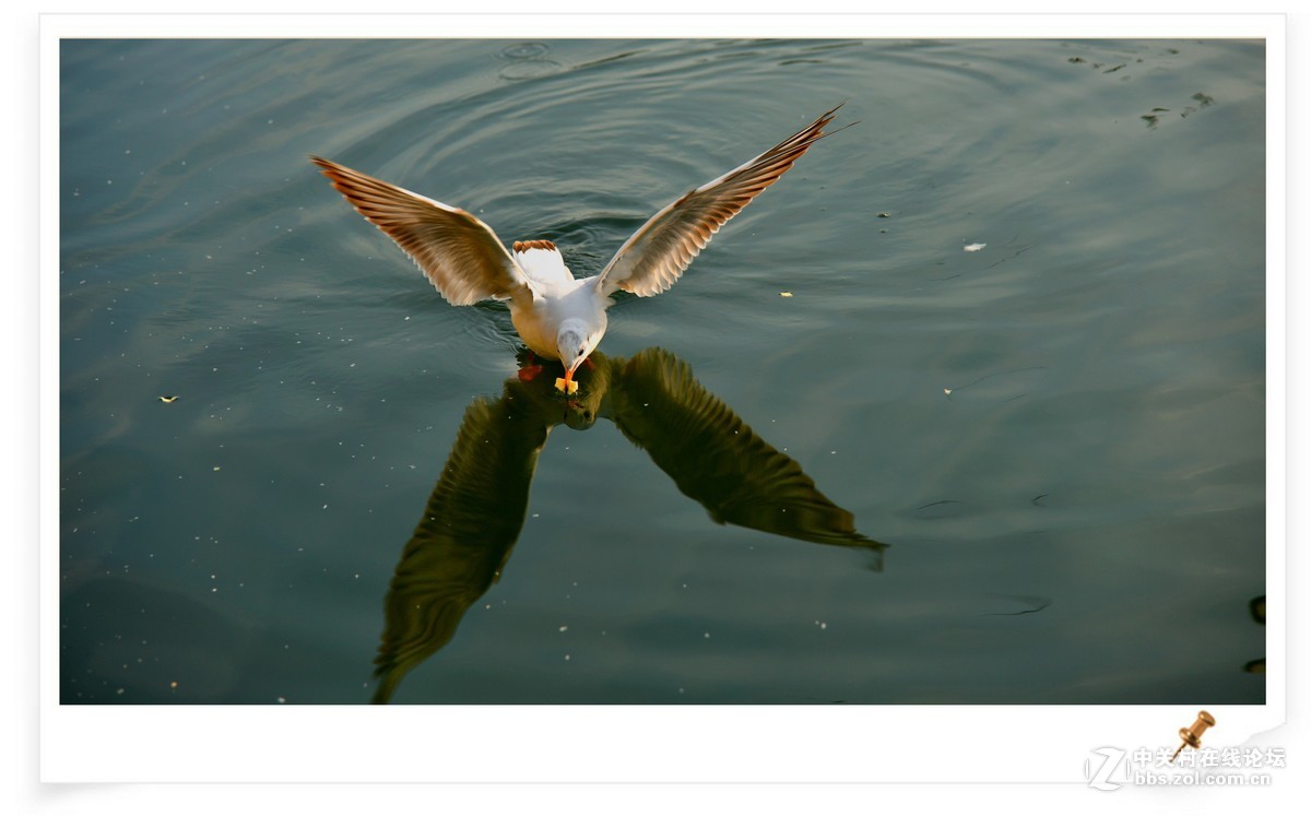 海鸥       尼康AF Zoom-Nikkor 80-200mm f/2.8D ED镜头