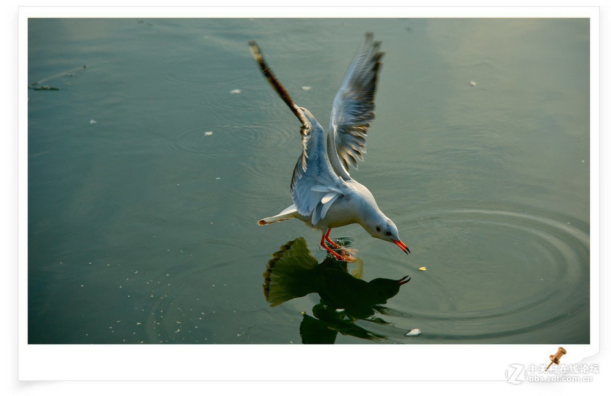 海鸥       尼康AF Zoom-Nikkor 80-200mm f/2.8D ED镜头