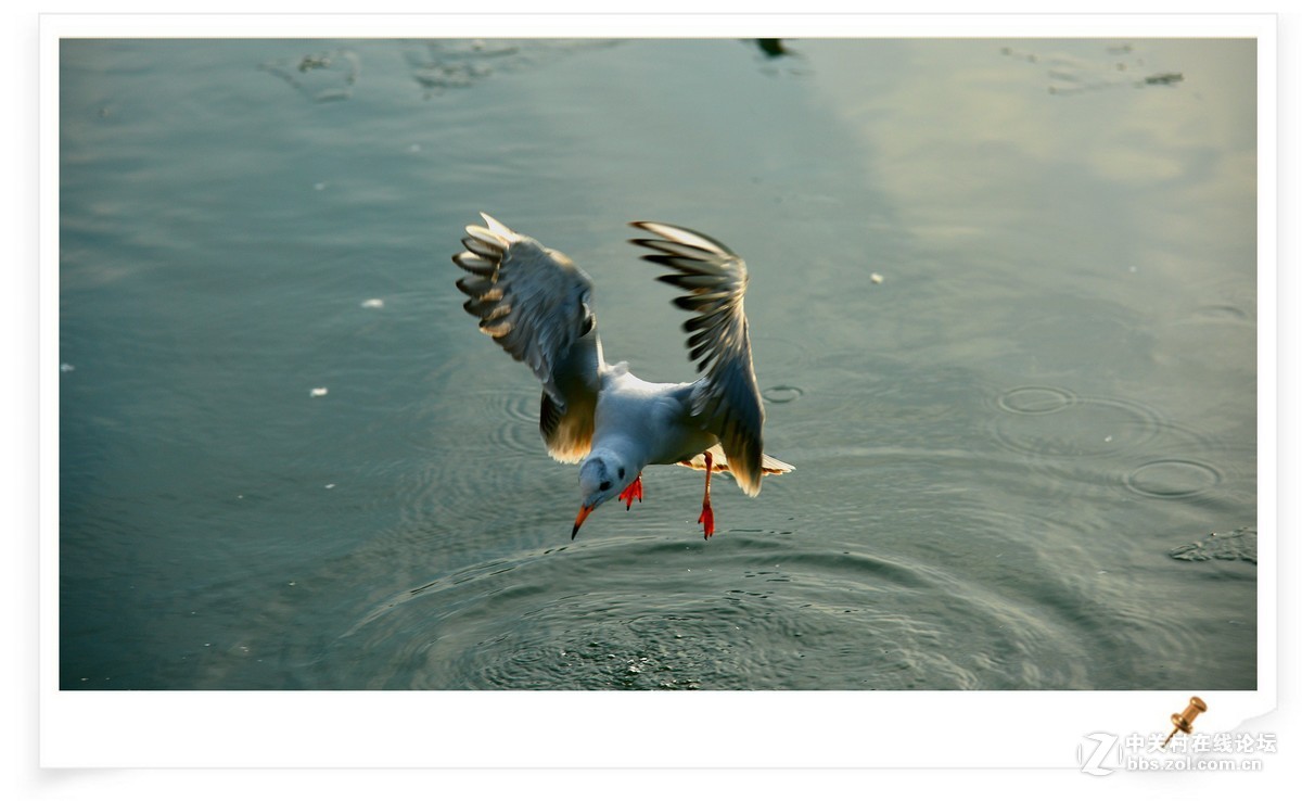 海鸥       尼康AF Zoom-Nikkor 80-200mm f/2.8D ED镜头