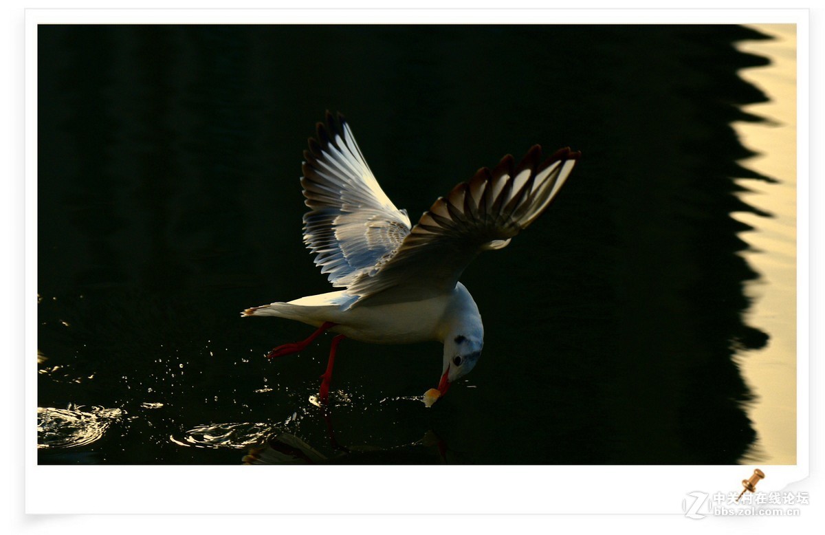 海鸥       尼康AF Zoom-Nikkor 80-200mm f/2.8D ED镜头