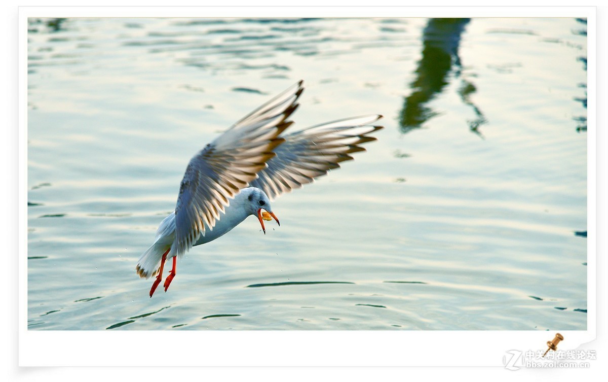 海鸥       尼康AF Zoom-Nikkor 80-200mm f/2.8D ED镜头