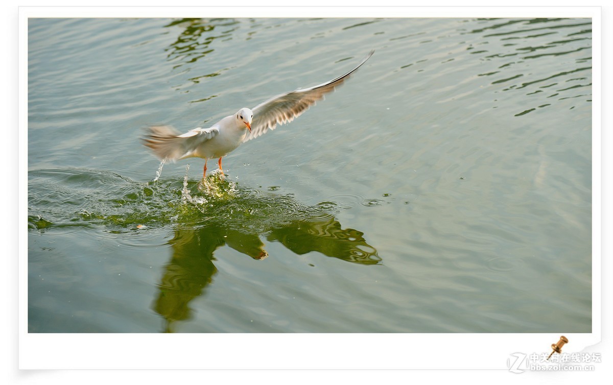 海鸥       尼康AF Zoom-Nikkor 80-200mm f/2.8D ED镜头