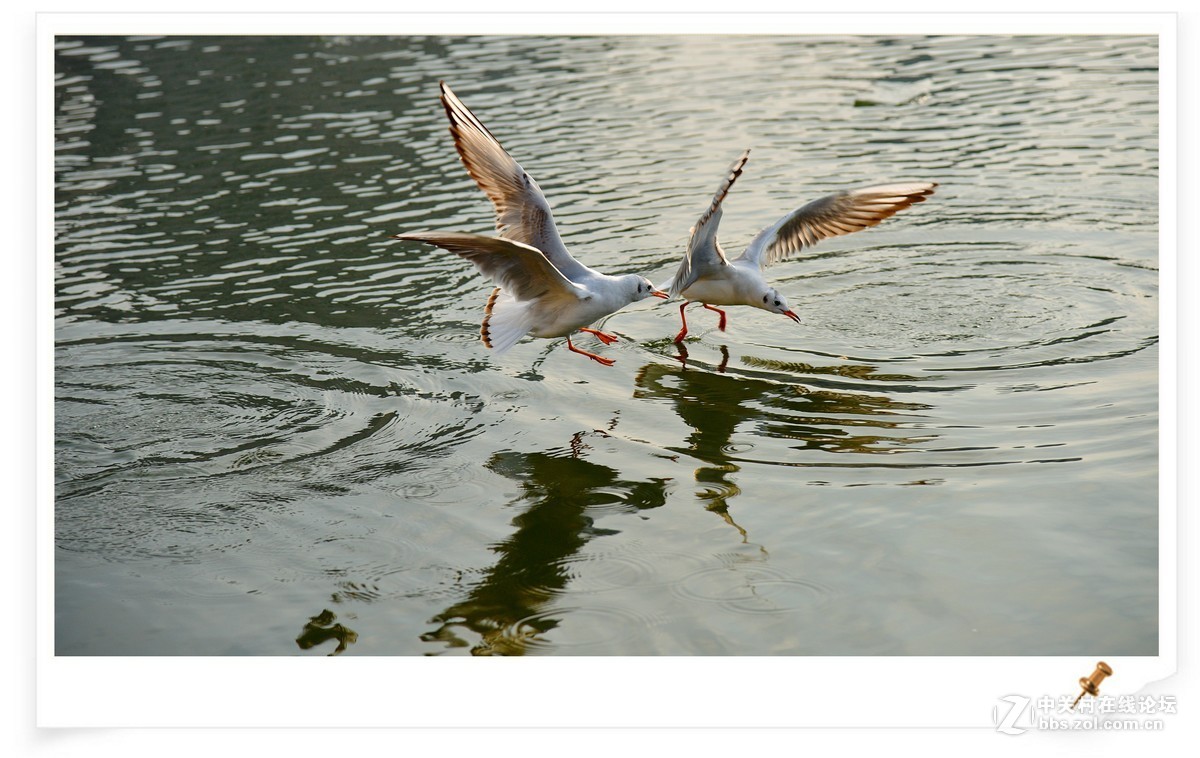 海鸥       尼康AF Zoom-Nikkor 80-200mm f/2.8D ED镜头