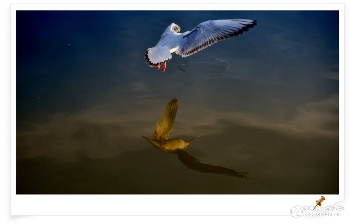 海鸥       尼康AF Zoom-Nikkor 80-200mm f/2.8D ED镜头