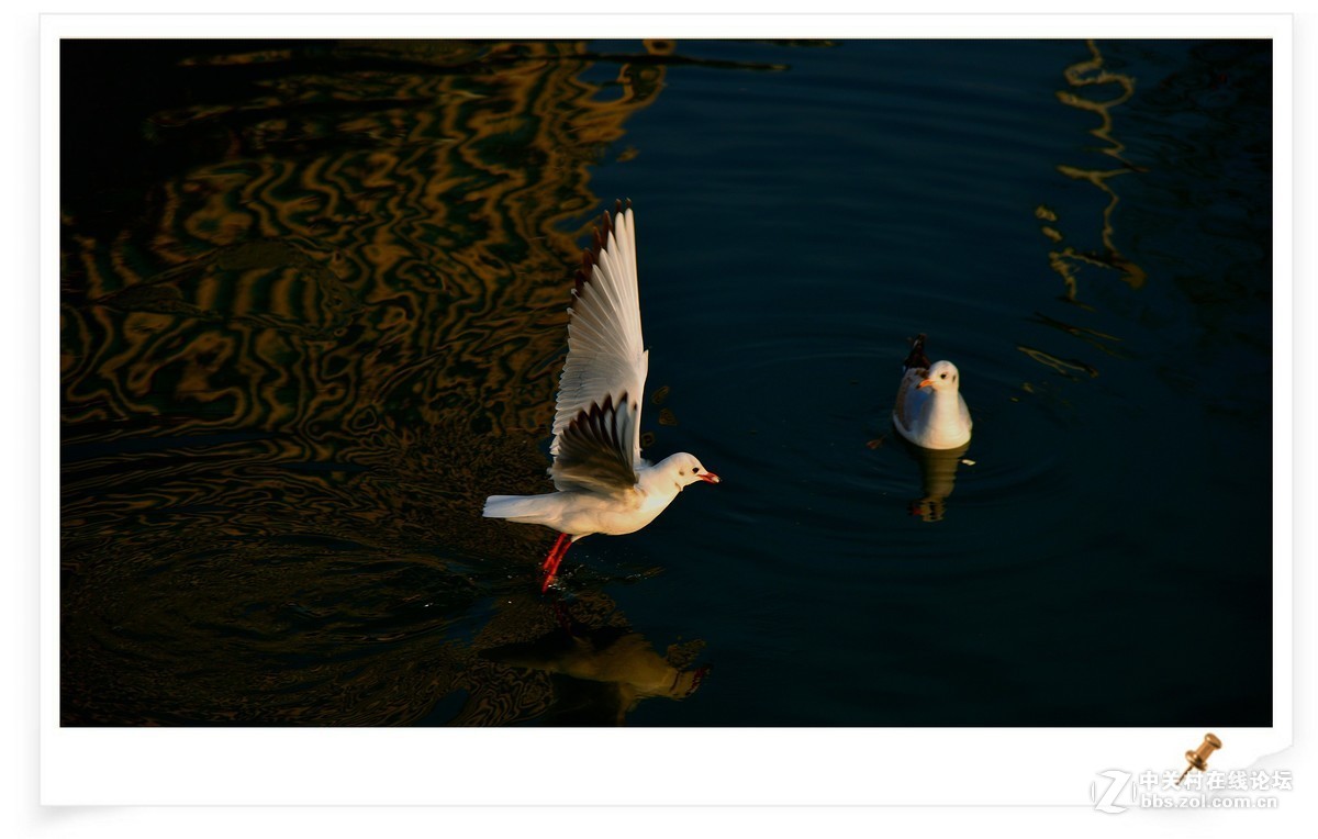 海鸥       尼康AF Zoom-Nikkor 80-200mm f/2.8D ED镜头