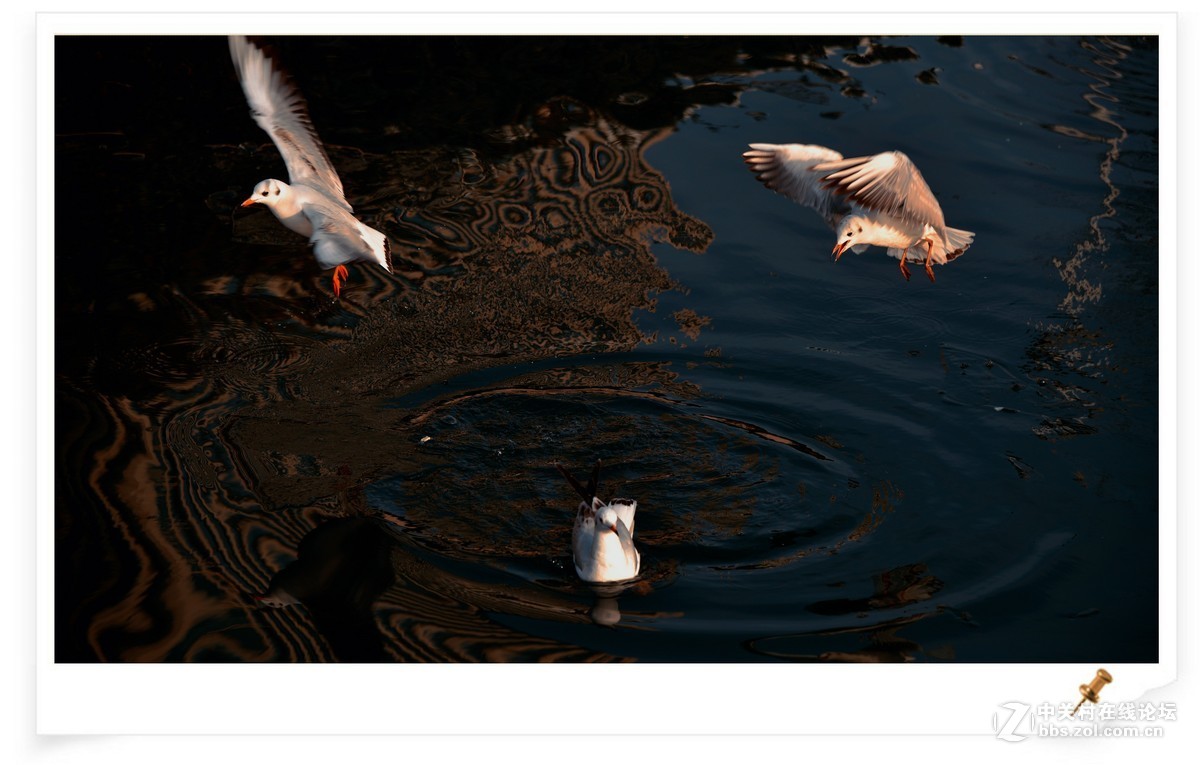 海鸥       尼康AF Zoom-Nikkor 80-200mm f/2.8D ED镜头