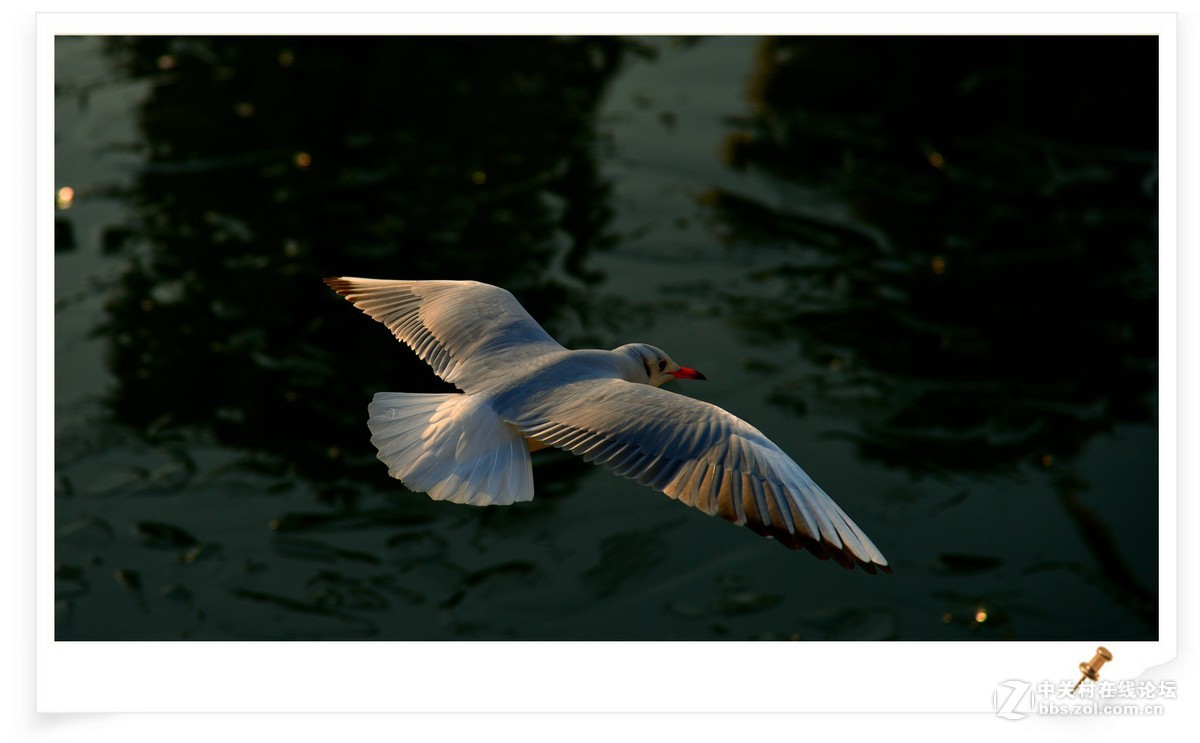 海鸥       尼康AF Zoom-Nikkor 80-200mm f/2.8D ED镜头