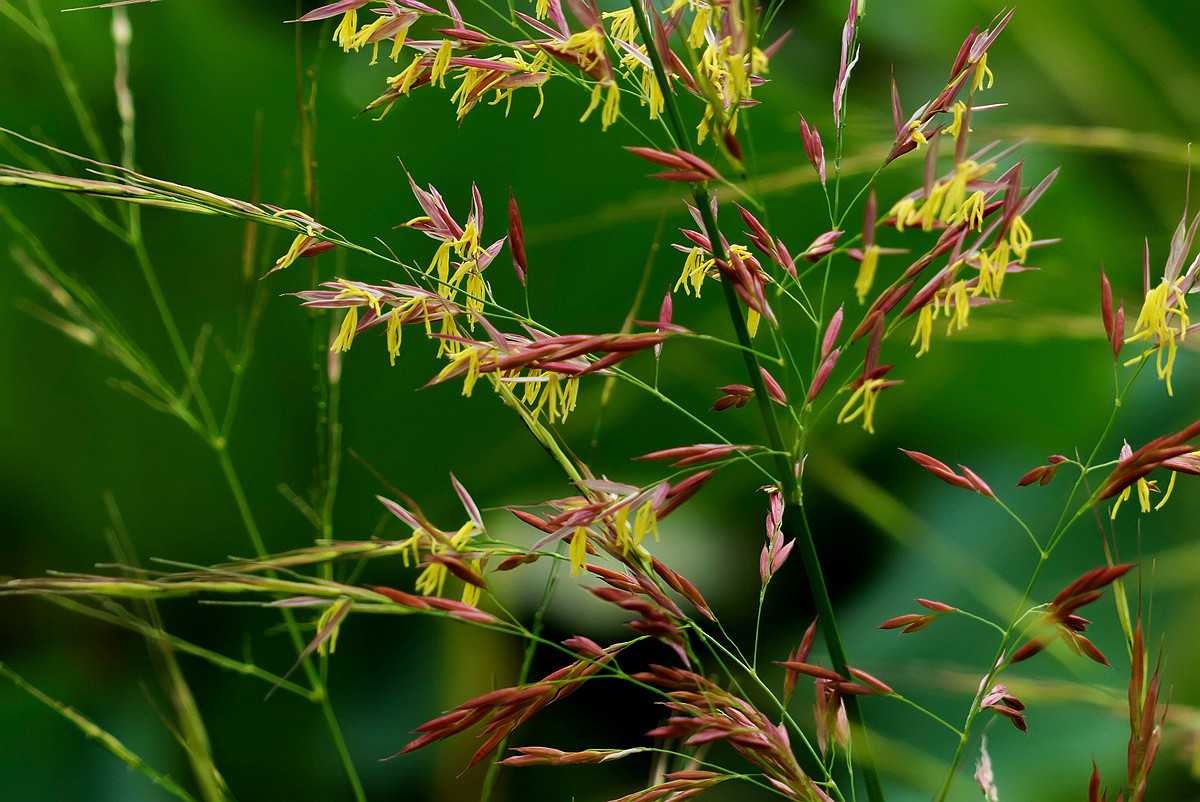 常被忽视的大油芒