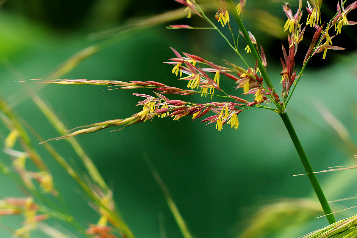 常被忽视的大油芒