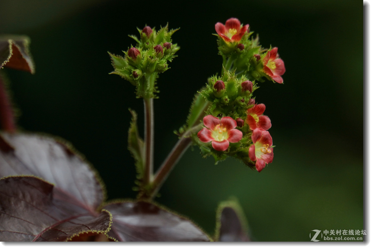 棉叶膏桐棉叶珊瑚花