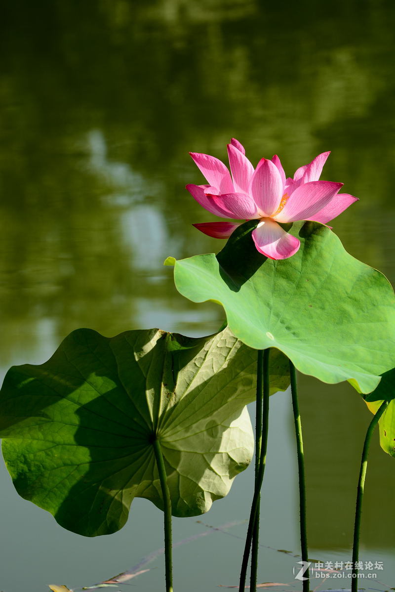 别时花溅泪，“荷”时再相逢-中关村在线摄影论坛