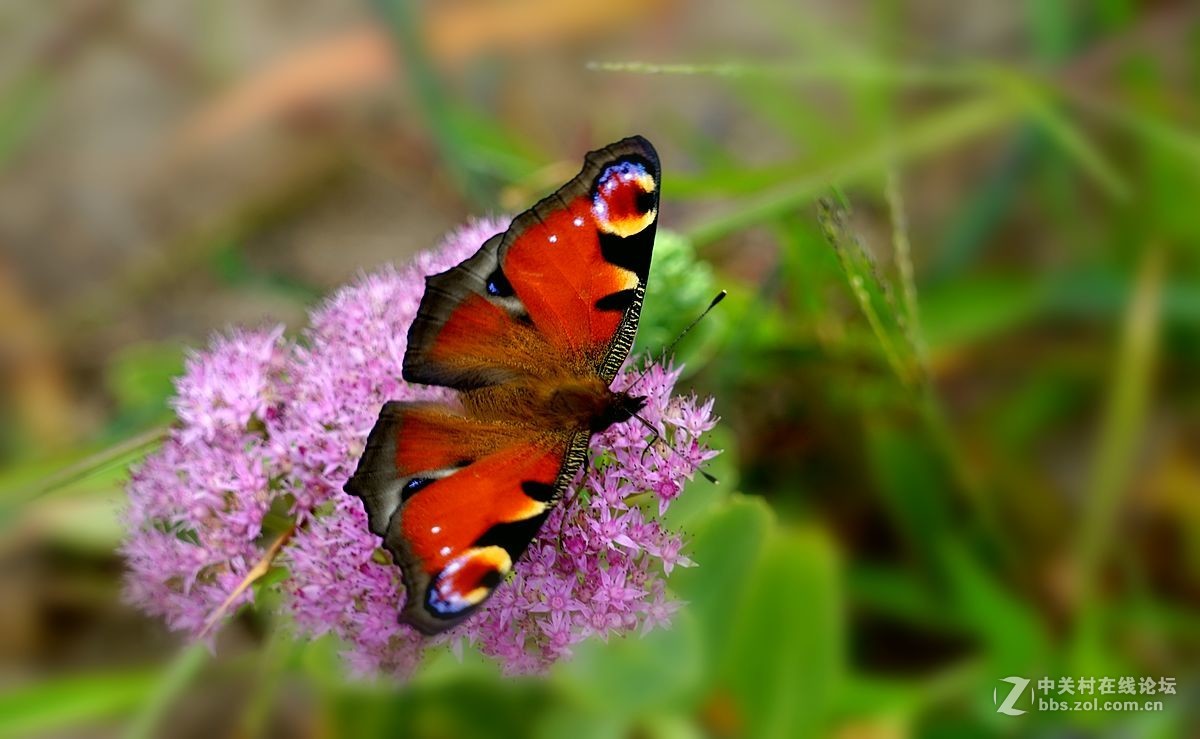 少见的红蝴蝶