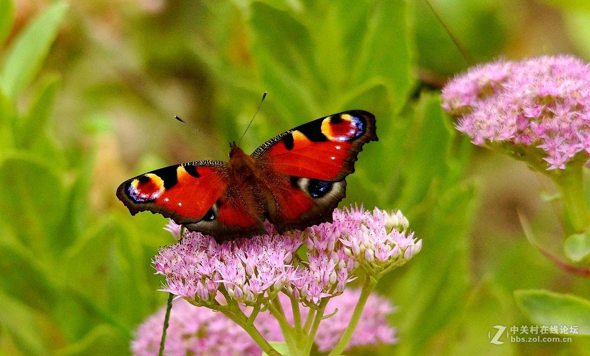 少见的红蝴蝶