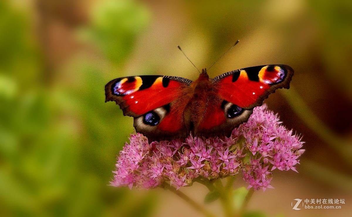 少见的红蝴蝶
