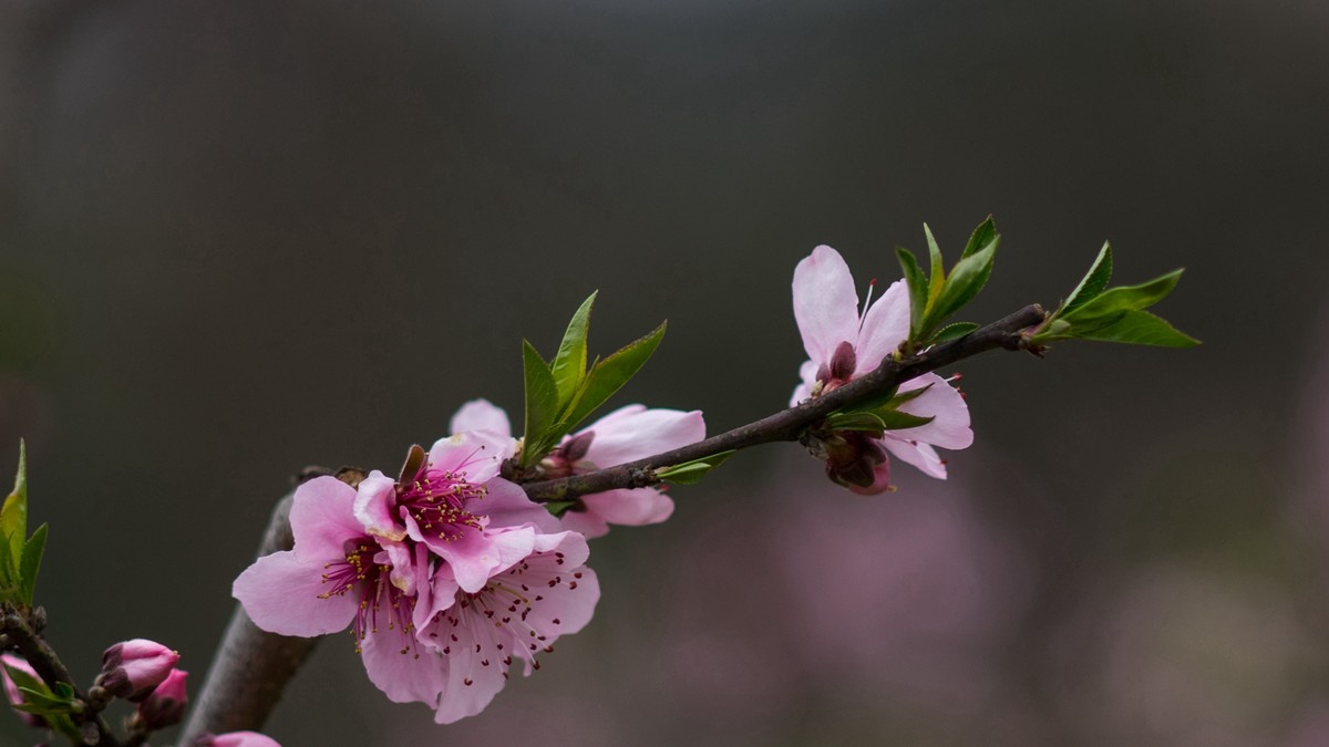 春天的桃花红了