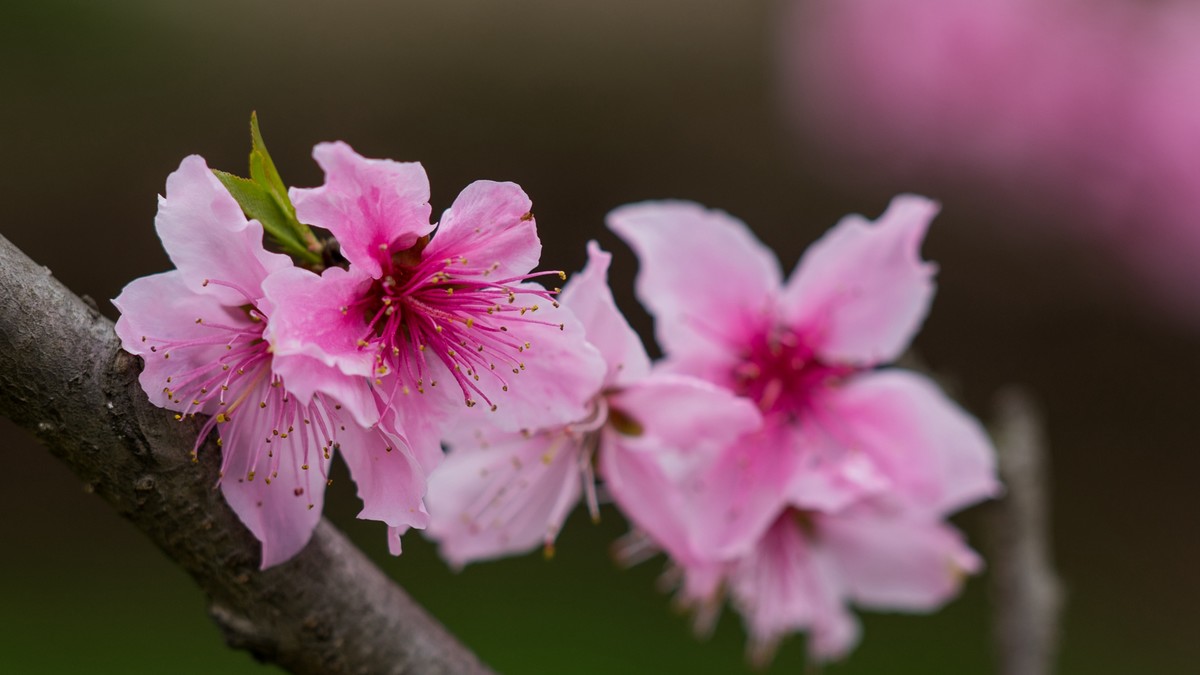 春天的桃花红了