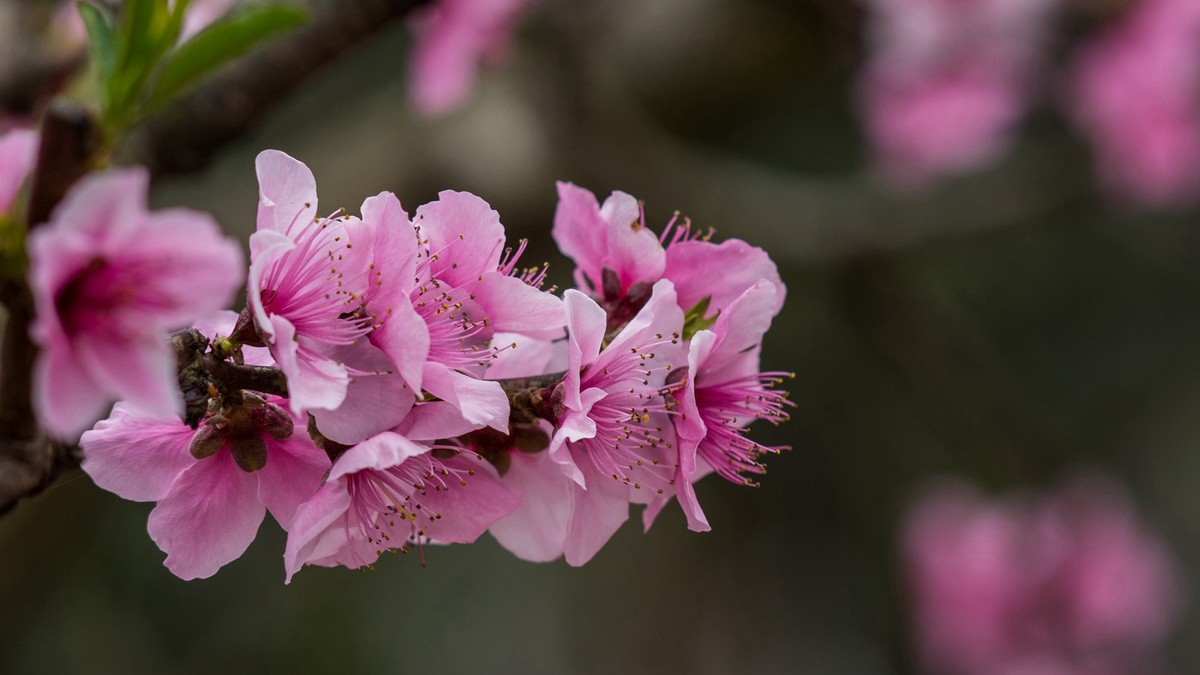 春天的桃花红了