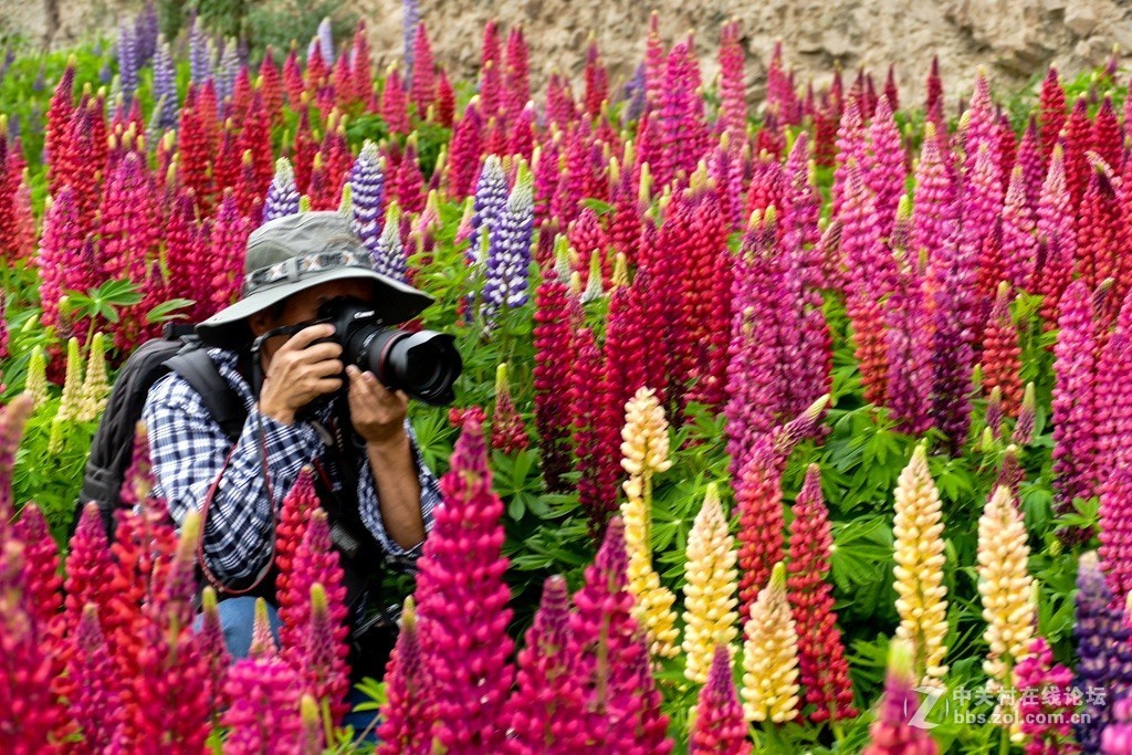 鲁冰花（兰州市七里河区阿干镇云顶山）