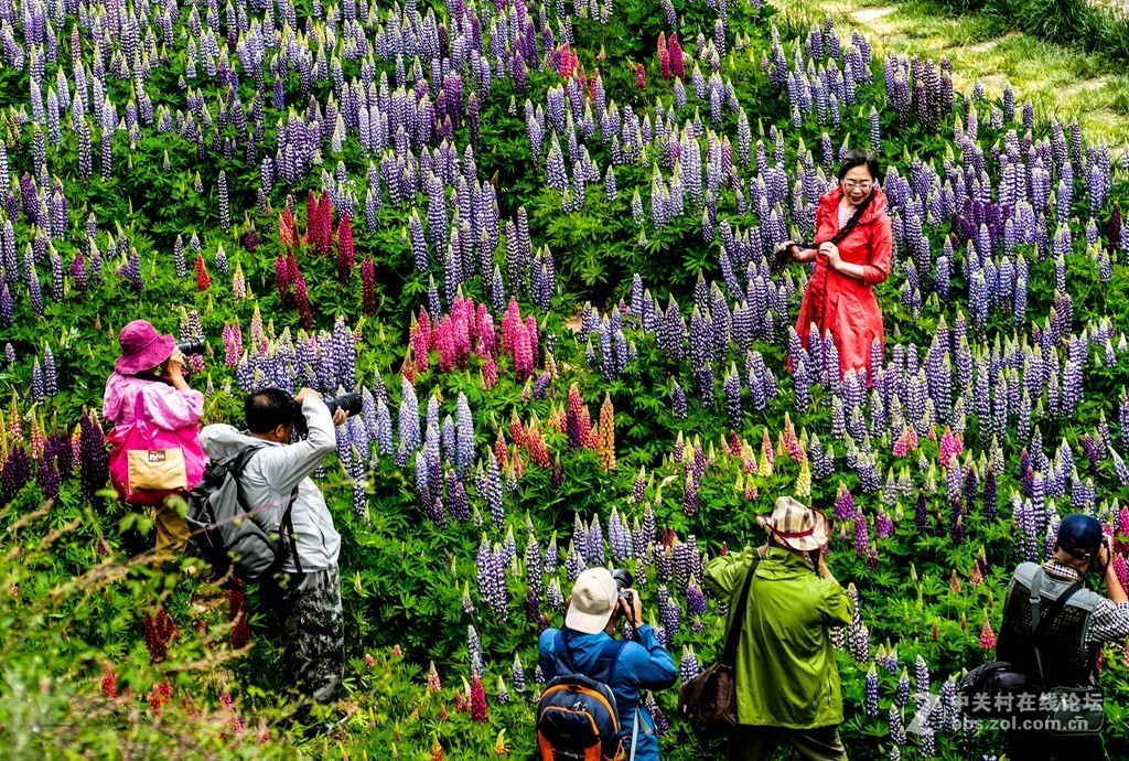 鲁冰花（兰州市七里河区阿干镇云顶山）