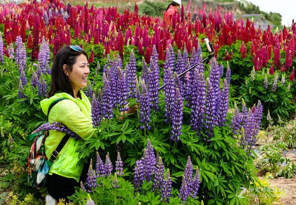 鲁冰花（兰州市七里河区阿干镇云顶山）