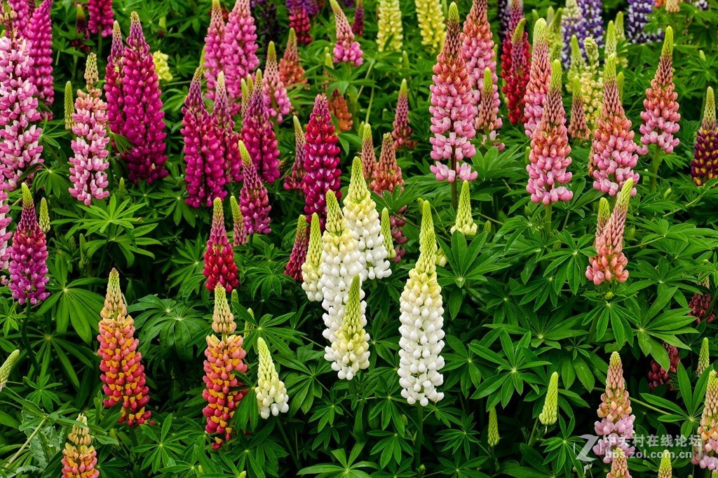 鲁冰花（兰州市七里河区阿干镇云顶山）