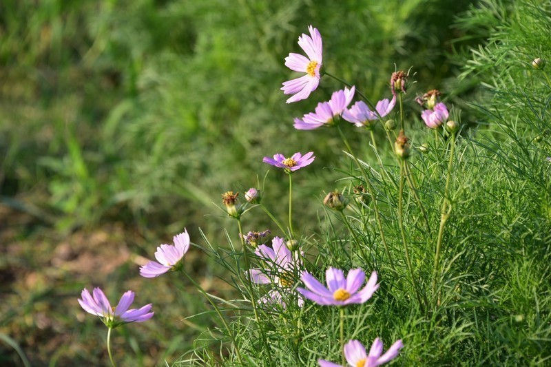 一组小花