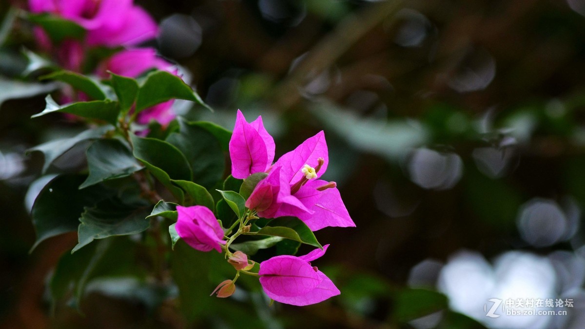 圆梦，穷人大炮第一次试拍