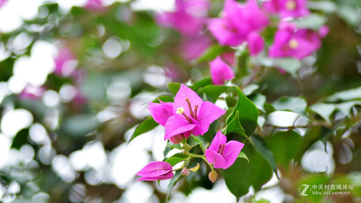 圆梦，穷人大炮第一次试拍