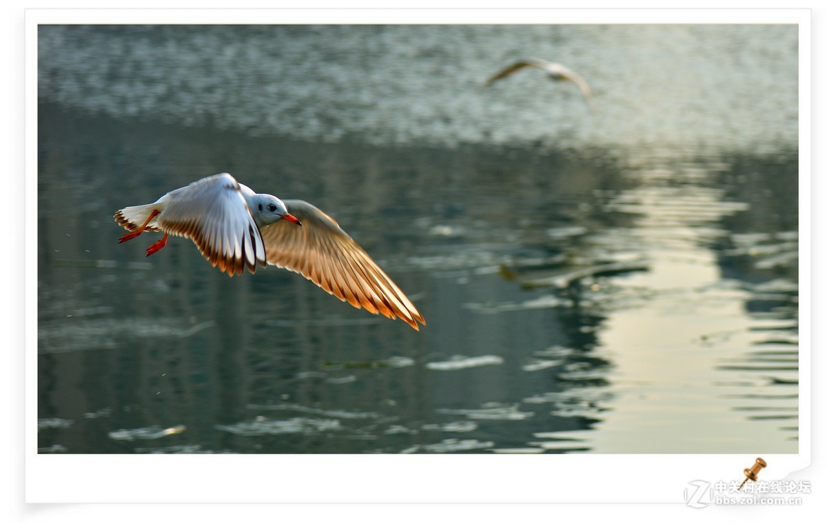 海鸥       尼康AF Zoom-Nikkor 80-200mm f/2.8D ED镜头