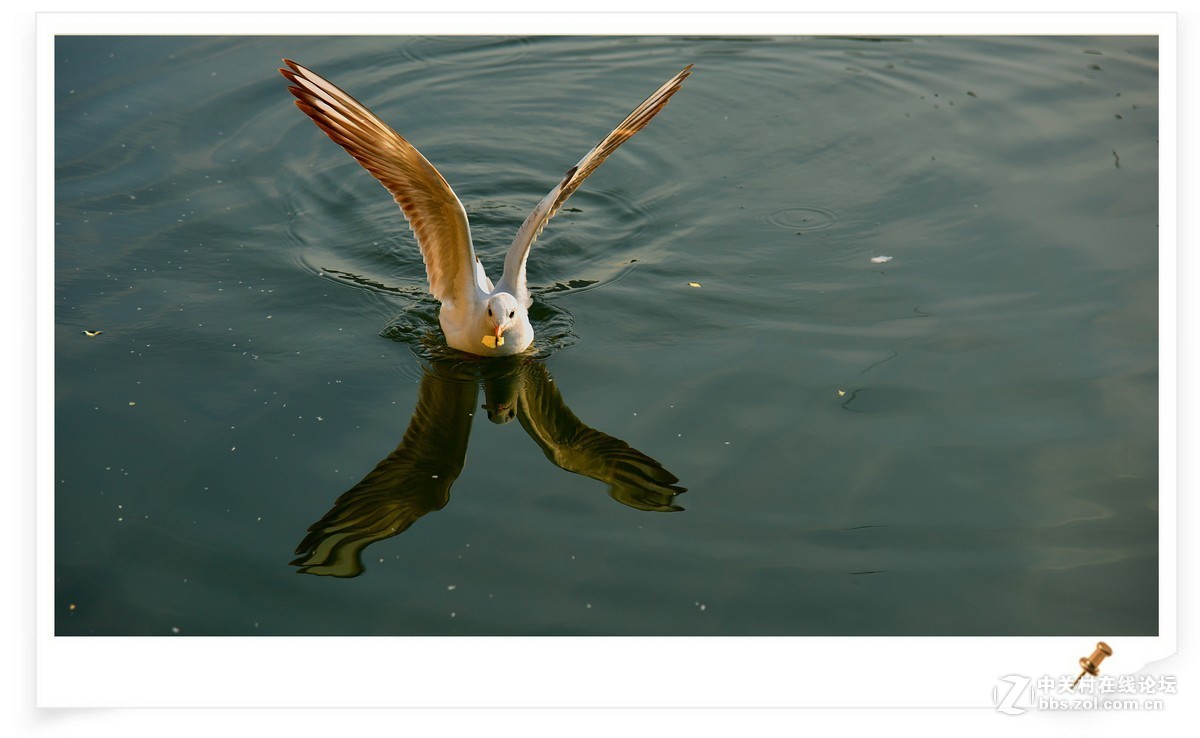 海鸥       尼康AF Zoom-Nikkor 80-200mm f/2.8D ED镜头